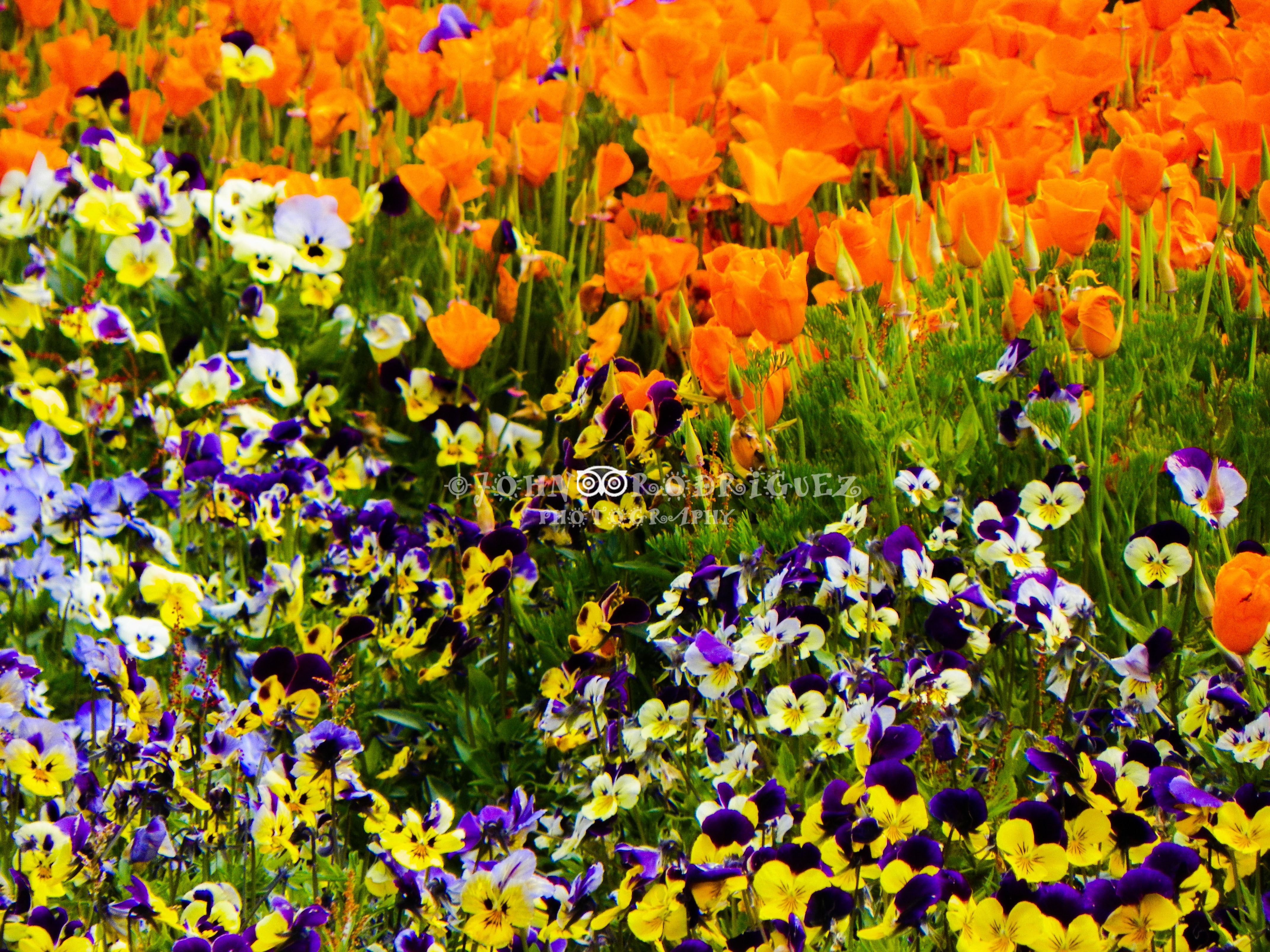COLLADO DEL CONDOR GARDEN